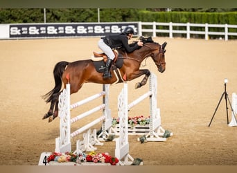 Irish Sport Horse, Wallach, 9 Jahre, 170 cm, Brauner