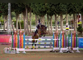 Irish Sport Horse, Wallach, 9 Jahre, 170 cm, Brauner