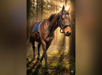 Irish Sport Horse, Wallach, 9 Jahre, 170 cm, Dunkelbrauner
