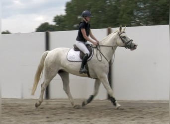 Irish Sport Horse, Wallach, 9 Jahre, 170 cm, Schimmel