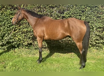Irish Sport Horse, Wallach, 9 Jahre, 172 cm, Brauner