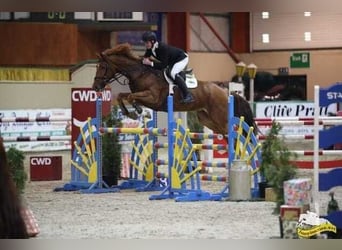 Irish Sport Horse, Wallach, 9 Jahre, 172 cm, Dunkelfuchs