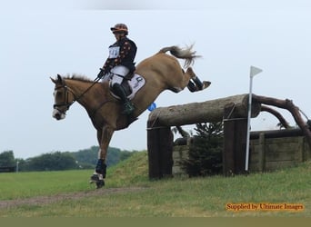 Irish Sport Horse, Wallach, 9 Jahre, 173 cm, Dunkelfuchs