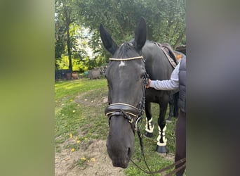 Irish Sport Horse, Wallach, 9 Jahre, 173 cm, Rappe