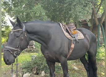 Irish Sport Horse, Wallach, 9 Jahre, 173 cm, Rappe