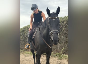 Irish Sport Horse, Wallach, 9 Jahre, 173 cm, Rappe