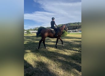 Irish Sport Horse, Wallach, 9 Jahre, 175 cm, Brauner