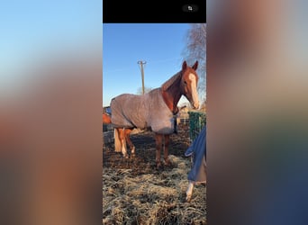 Irish Sport Horse, Wallach, 9 Jahre, 175 cm, Fuchs