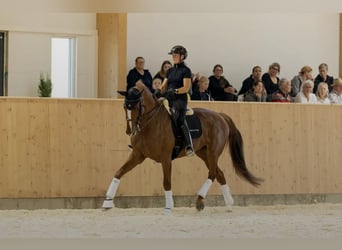 Irish Sport Horse, Wallach, 9 Jahre, 176 cm, Fuchs