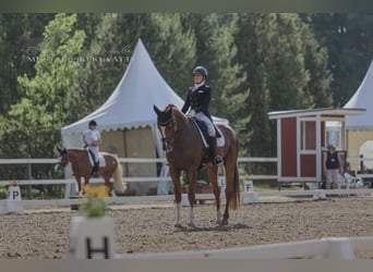 Irish Sport Horse, Wallach, 9 Jahre, 176 cm, Fuchs