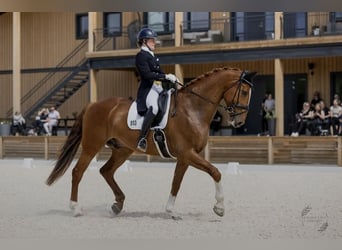 Irish Sport Horse, Wallach, 9 Jahre, 176 cm, Fuchs