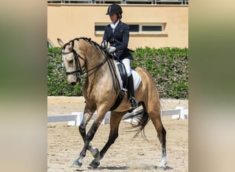 Irish Sport Horse, Wallach, 9 Jahre, 180 cm, Falbe