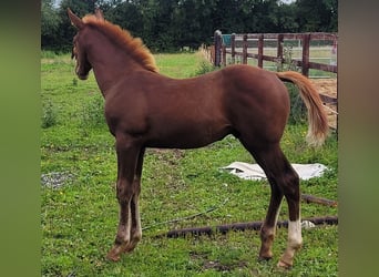 Irish Sport Horse, Wallach, Fohlen (01/2023)