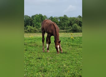 Irish Sport Horse, Wallach, Fohlen (01/2023)