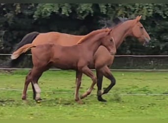 Irish Sport Horse, Wallach, Fohlen (01/2023)