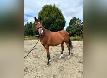 Irish Thoroughbred, Gelding, 10 years, 15.2 hh, Bay-Dark