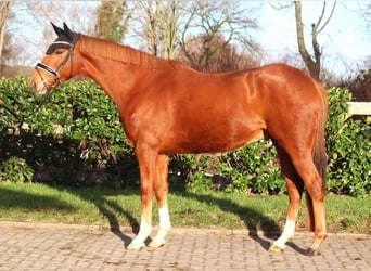 Irish Thoroughbred, Gelding, 10 years, 15,3 hh, Chestnut-Red