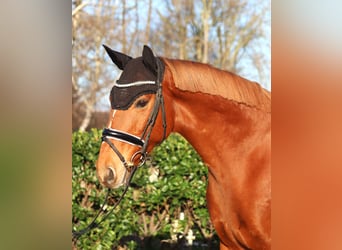 Irish Thoroughbred, Gelding, 10 years, 15,3 hh, Chestnut-Red