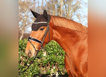 Irish Thoroughbred, Gelding, 10 years, 15,3 hh, Chestnut-Red