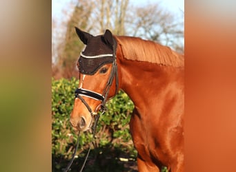 Irish Thoroughbred, Gelding, 10 years, 15,3 hh, Chestnut-Red