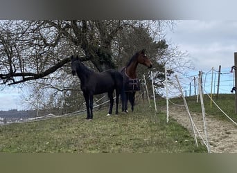 Irish Thoroughbred, Gelding, 10 years, 15,2 hh, Black