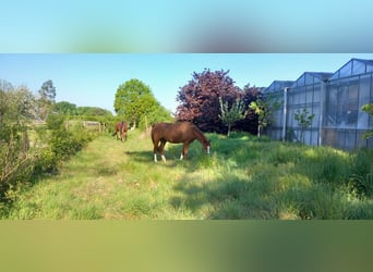 Irish Thoroughbred, Gelding, 10 years, 15,3 hh, Chestnut-Red