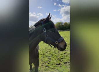 Irish Thoroughbred, Gelding, 10 years, 16 hh, Brown