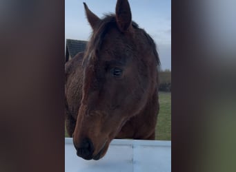 Irish Thoroughbred, Gelding, 10 years, 16 hh, Brown-Light