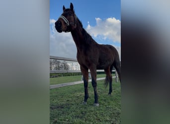 Irish Thoroughbred, Gelding, 10 years, 16 hh, Brown-Light