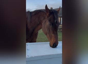 Irish Thoroughbred, Gelding, 10 years, 16 hh, Brown-Light