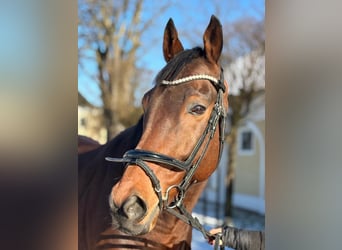 Irish Thoroughbred, Gelding, 10 years, 16,1 hh, Brown