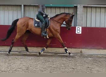 Irish Thoroughbred, Gelding, 11 years, 15.2 hh, Bay