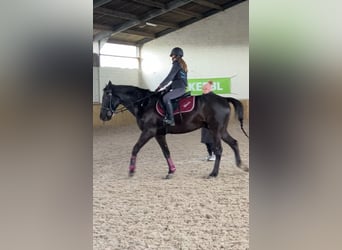 Irish Thoroughbred, Gelding, 11 years, 15,2 hh, Black