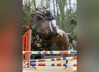 Irish Thoroughbred, Gelding, 11 years, 15,2 hh, Black