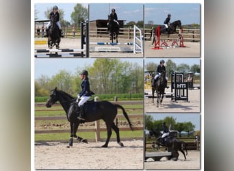 Irish Thoroughbred, Gelding, 11 years, 15,2 hh, Black