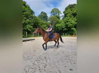 Irish Thoroughbred, Gelding, 11 years, 15,2 hh, Brown