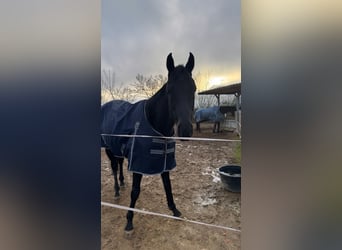 Irish Thoroughbred, Gelding, 11 years, 16,1 hh, Black