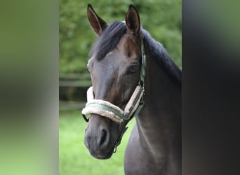 Irish Thoroughbred, Gelding, 11 years, 16 hh, Brown