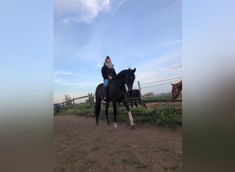 Irish Thoroughbred, Gelding, 11 years, 16,2 hh, Bay-Dark