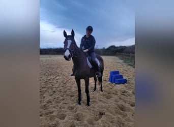 Irish Thoroughbred, Gelding, 12 years, 16,1 hh, Brown