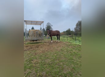 Irish Thoroughbred, Gelding, 12 years, 16 hh, Brown