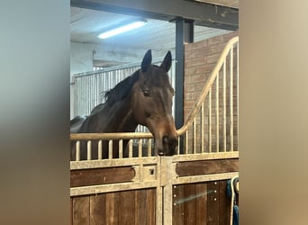 Irish Thoroughbred, Gelding, 12 years, Smoky-Black
