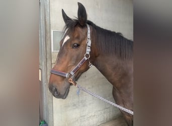 Irish Thoroughbred, Gelding, 13 years, 15,2 hh, Smoky-Black