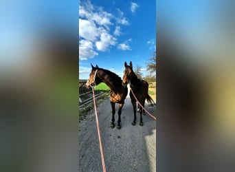 Irish Thoroughbred, Gelding, 13 years, 16.2 hh, Brown