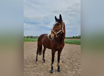 Irish Thoroughbred, Gelding, 13 years, 16 hh, Brown