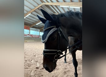 Irish Thoroughbred, Gelding, 14 years, 16 hh, Brown