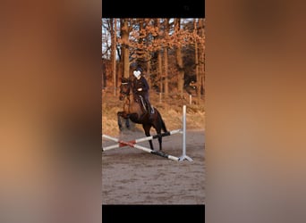 Irish Thoroughbred, Gelding, 14 years, 16 hh, Brown