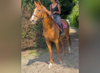 Irish Thoroughbred, Gelding, 14 years, 16 hh, Chestnut-Red