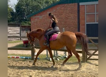 Irish Thoroughbred, Gelding, 14 years, 16 hh, Chestnut-Red