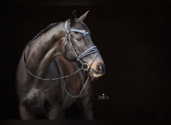 Irish Thoroughbred, Gelding, 15 years, 16,2 hh, Bay-Dark